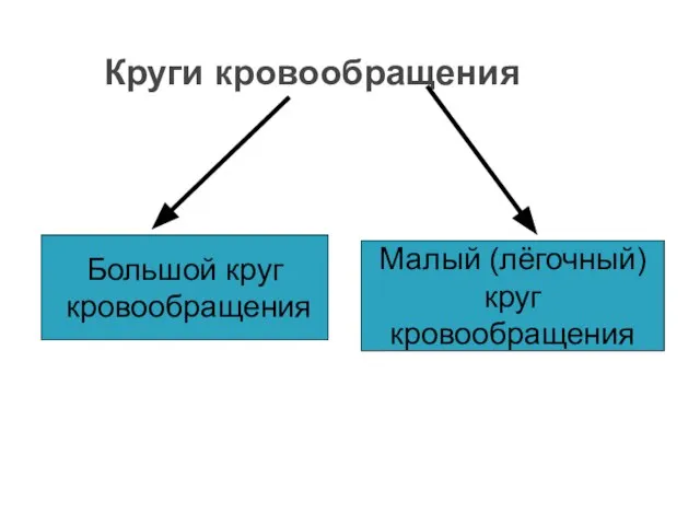 Круги кровообращения Большой круг кровообращения Малый (лёгочный) круг кровообращения