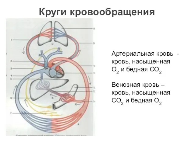 Круги кровообращения Артериальная кровь - кровь, насыщенная О2 и бедная СО2