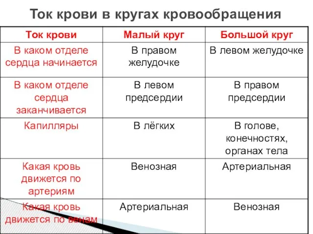 Ток крови в кругах кровообращения