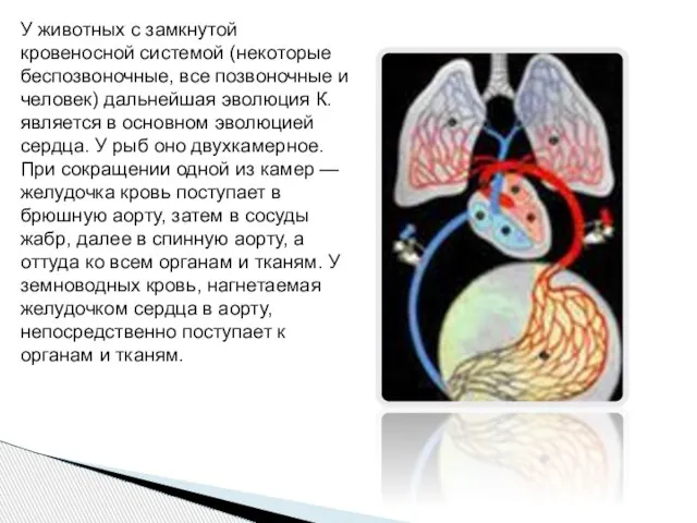 У животных с замкнутой кровеносной системой (некоторые беспозвоночные, все позвоночные и