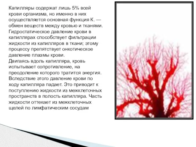 Капилляры содержат лишь 5% всей крови организма, но именно в них