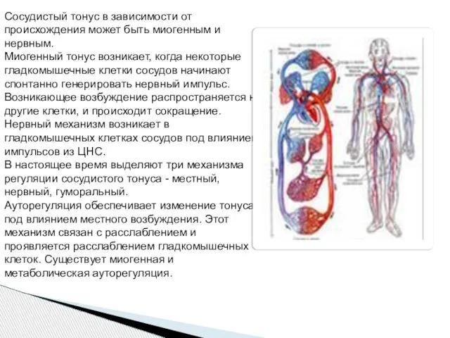 Сосудистый тонус в зависимости от происхождения может быть миогенным и нервным.