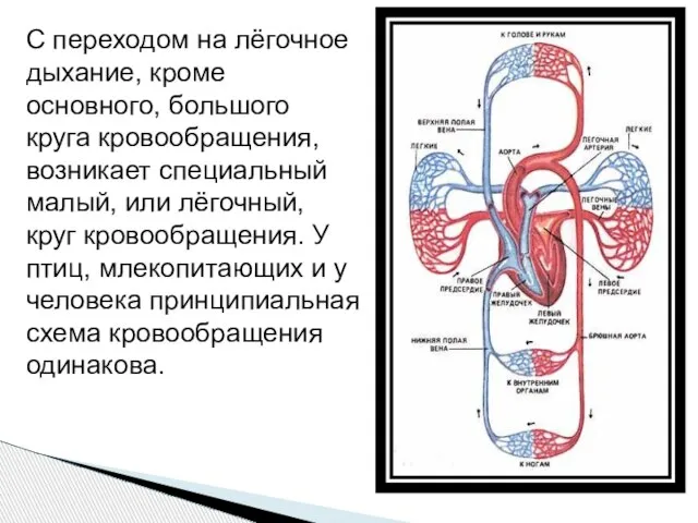 С переходом на лёгочное дыхание, кроме основного, большого круга кровообращения, возникает