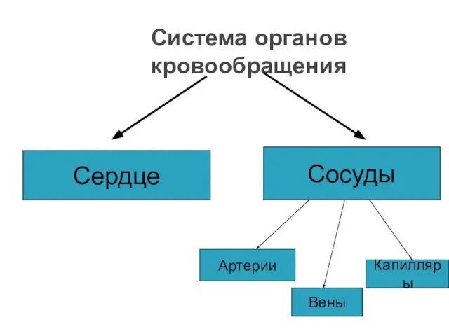 Система органов кровообращения Сердце Сосуды Артерии Вены Капилляры