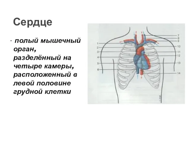 Сердце - полый мышечный орган, разделённый на четыре камеры, расположенный в левой половине грудной клетки