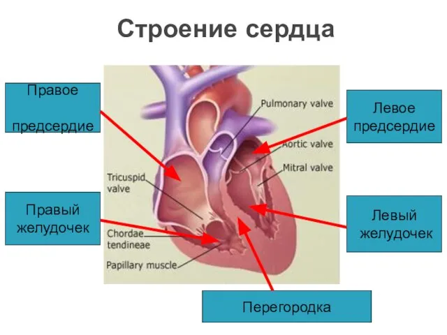 Строение сердца Правое предсердие Правый желудочек Левое предсердие Левый желудочек Перегородка