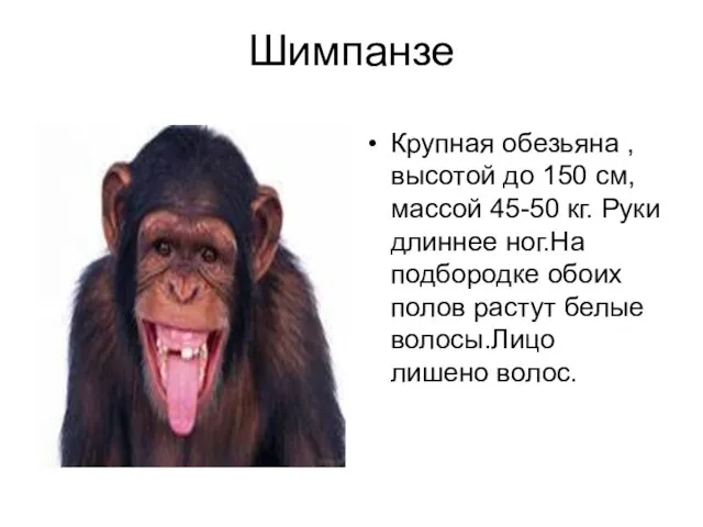 Шимпанзе Крупная обезьяна ,высотой до 150 см,массой 45-50 кг. Руки длиннее