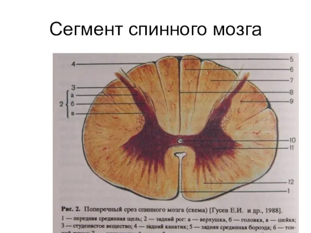 Сегмент спинного мозга