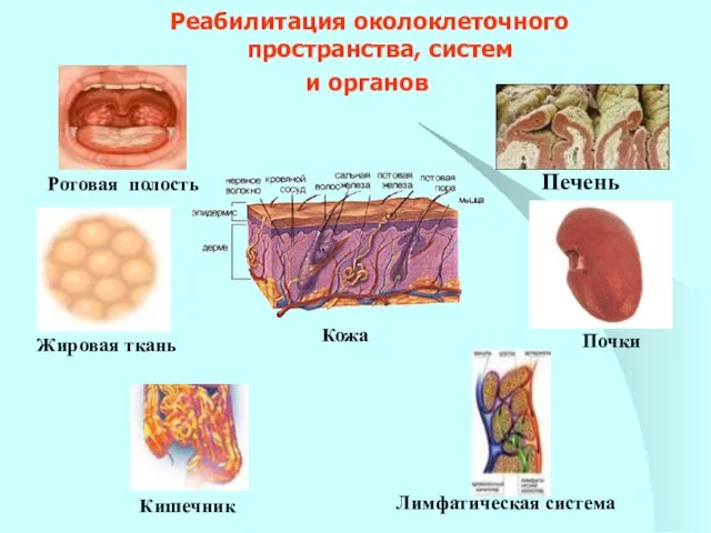 Реабилитация околоклеточного пространства, систем и органов Почки Лимфатическая система Жировая ткань Ротовая полость Печень Кишечник Кожа