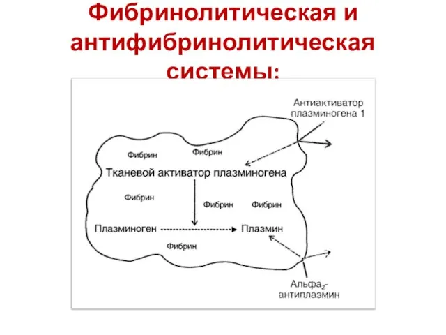 Фибринолитическая и антифибринолитическая системы: