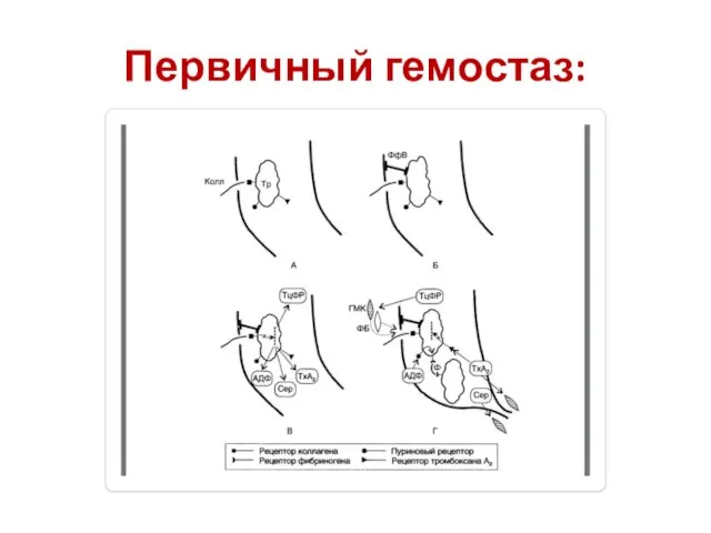 Первичный гемостаз: