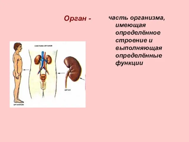 Орган - часть организма, имеющая определённое строение и выполняющая определённые функции