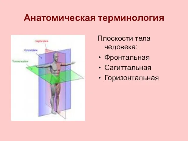 Анатомическая терминология Плоскости тела человека: Фронтальная Сагиттальная Горизонтальная