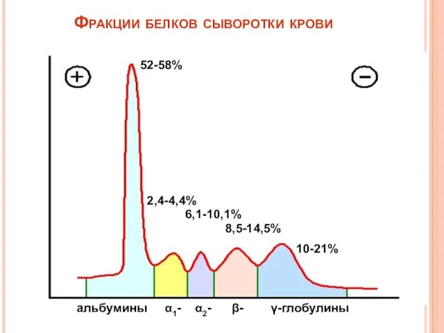 Фракции белков сыворотки крови 52-58% 2,4-4,4% 6,1-10,1% 8,5-14,5% 10-21% альбумины α1- α2- β- γ-глобулины