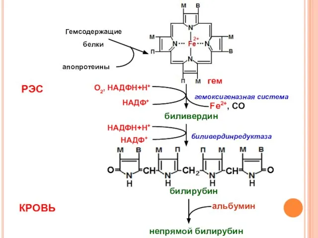 Гемсодержащие белки апопротеины гем гемоксигеназная система О2, НАДФН+Н+ НАДФ+ Fe2+, CO