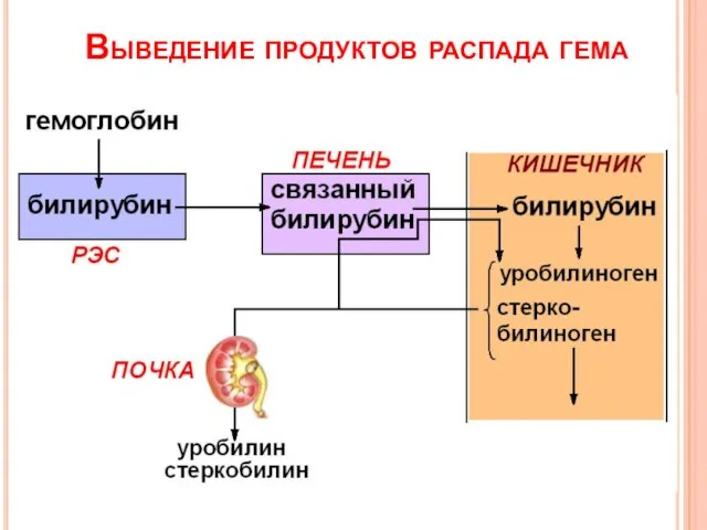 Выведение продуктов распада гема