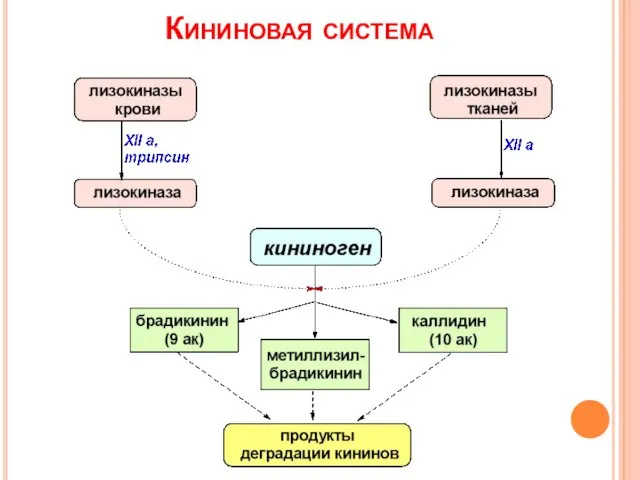 Кининовая система