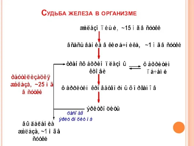 Судьба железа в организме