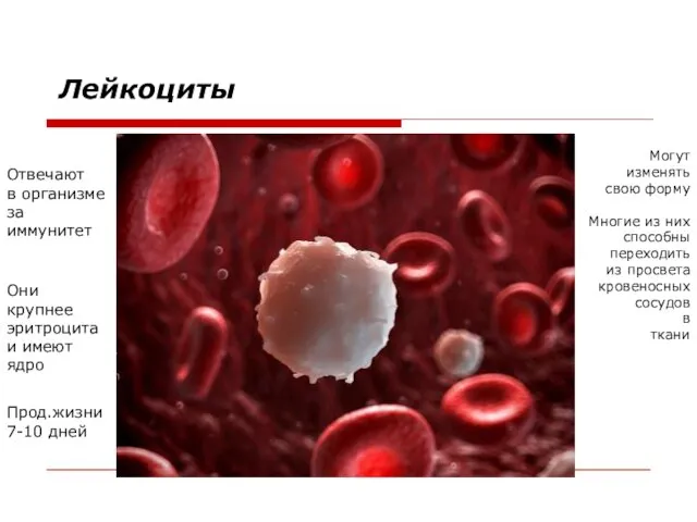 Лейкоциты Отвечают в организме за иммунитет Могут изменять свою форму Многие