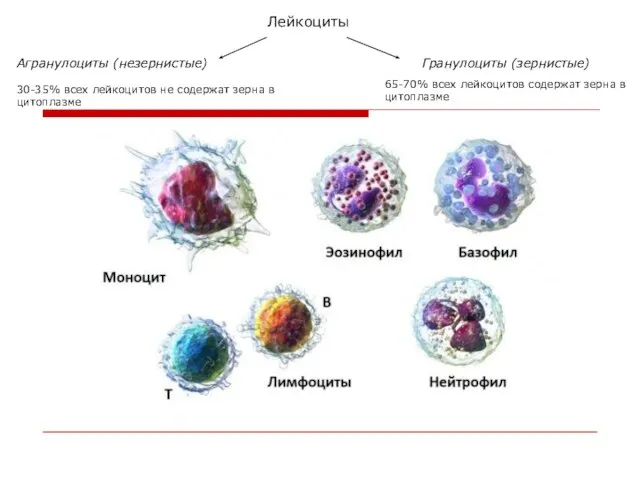 Гранулоциты (зернистые) Лейкоциты 65-70% всех лейкоцитов содержат зерна в цитоплазме Агранулоциты