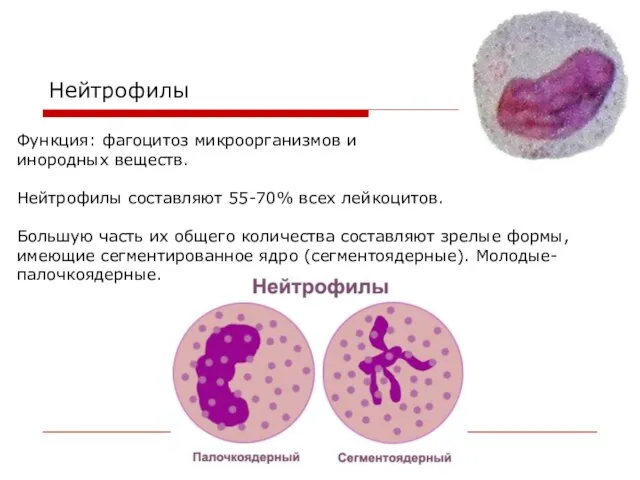 Нейтрофилы Функция: фагоцитоз микроорганизмов и инородных веществ. Нейтрофилы составляют 55-70% всех