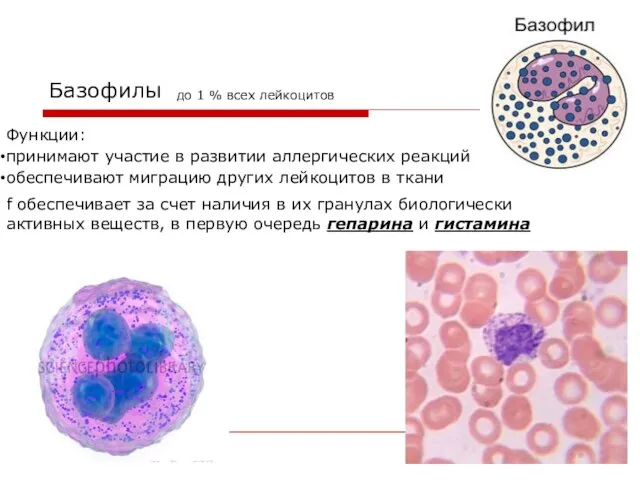 Базофилы до 1 % всех лейкоцитов принимают участие в развитии аллергических