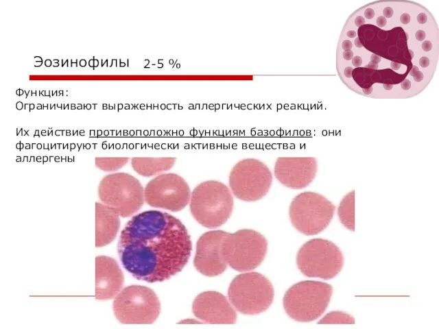 Эозинофилы 2-5 % Функция: Ограничивают выраженность аллергических реакций. Их действие противоположно