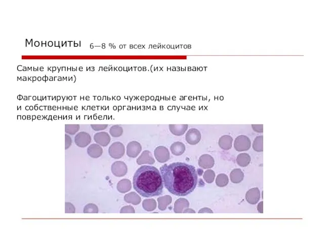 Моноциты Самые крупные из лейкоцитов.(их называют макрофагами) Фагоцитируют не только чужеродные