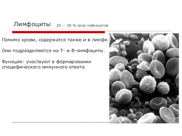 Лимфоциты Помимо крови, содержатся также и в лимфе. Они подразделяются на