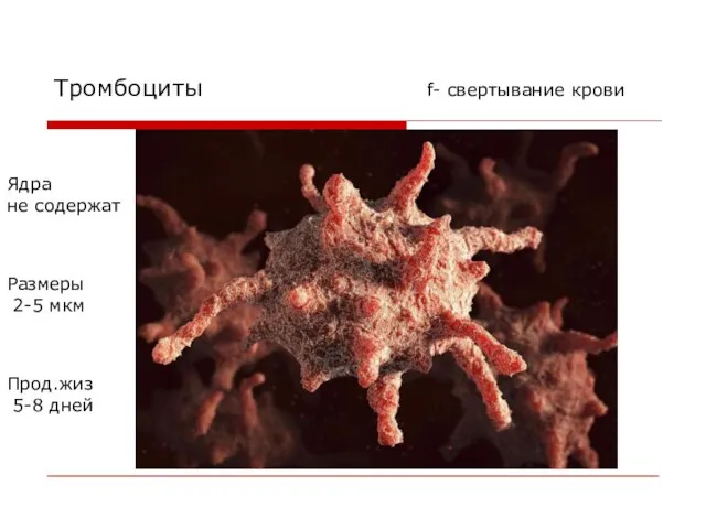 Тромбоциты f- свертывание крови Прод.жиз 5-8 дней Ядра не содержат Размеры 2-5 мкм