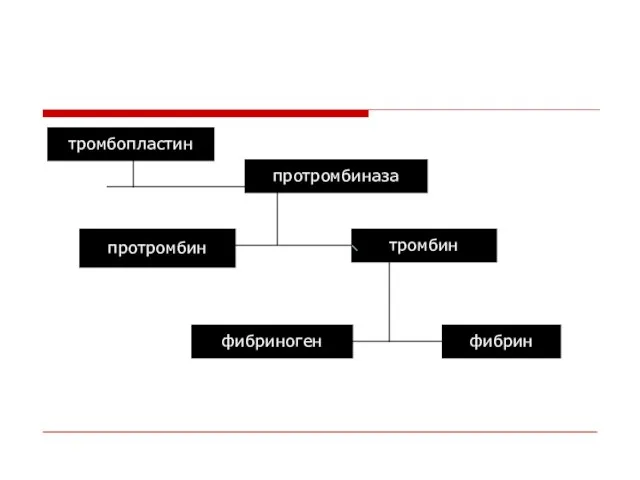 тромбопластин протромбиназа протромбин тромбин фибриноген фибрин