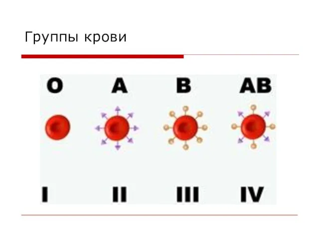 Группы крови