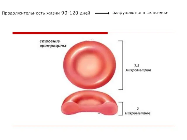 Продолжительность жизни 90-120 дней разрушаются в селезенке