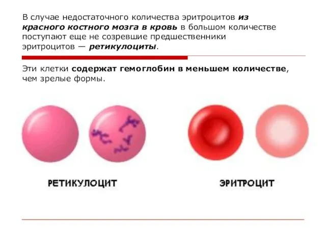 В случае недостаточного количества эритроцитов из красного костного мозга в кровь