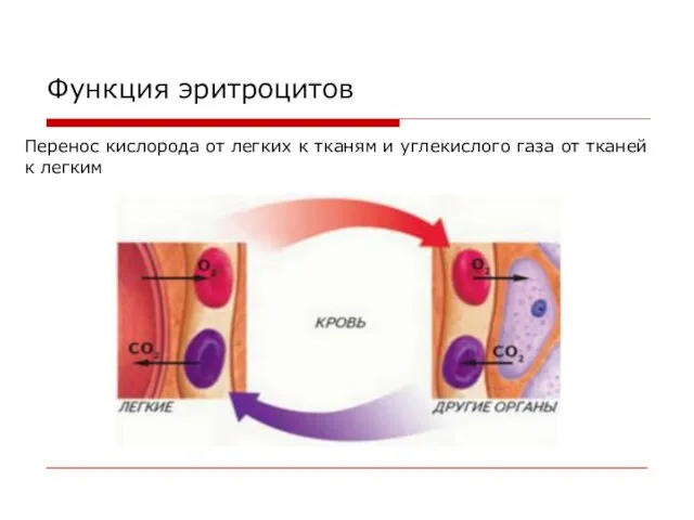 Функция эритроцитов Перенос кислорода от легких к тканям и углекислого газа от тканей к легким