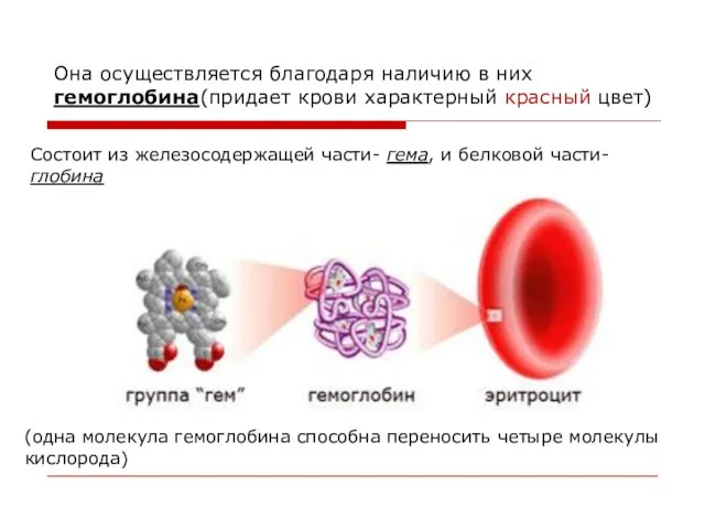 Она осуществляется благодаря наличию в них гемоглобина(придает крови характерный красный цвет)