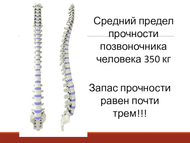 Средний предел прочности позвоночника человека 350 кг Запас прочности равен почти трем!!!