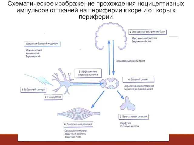 Схематическое изображение прохождения ноцицептивных импульсов от тканей на периферии к коре и от коры к периферии