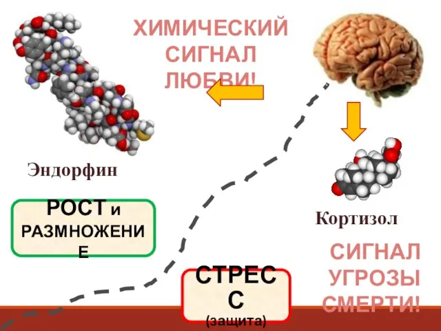 Эндорфин ХИМИЧЕСКИЙ СИГНАЛ ЛЮБВИ! Кортизол СИГНАЛ УГРОЗЫ СМЕРТИ! РОСТ и РАЗМНОЖЕНИЕ СТРЕСС (защита)