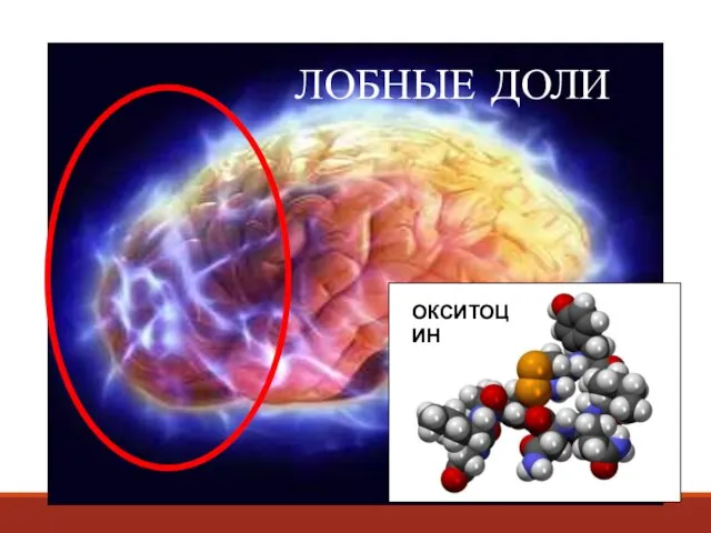 ЛОБНЫЕ ДОЛИ ОКСИТОЦИН