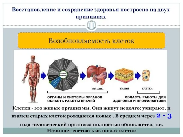 Восстановление и сохранение здоровья построено на двух принципах II Возобновляемость клеток