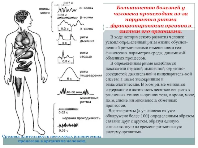 Большинство болезней у человека происходит из-за нарушения ритма функционирования органов и