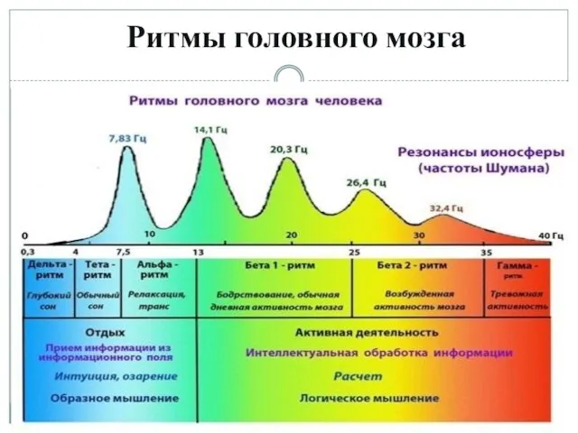 Ритмы головного мозга