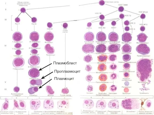 Плазмобласт Проплазмоцит Плазмоцит