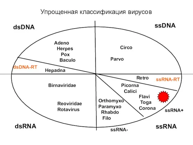 Упрощенная классификация вирусов ssDNA dsDNA dsRNA ssRNA ssRNA+ ssRNA- ssRNA-RT dsDNA-RT