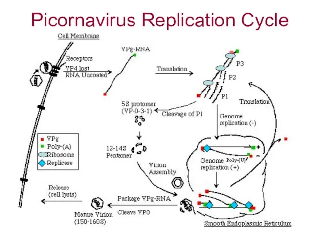 Picornavirus Replication Cycle