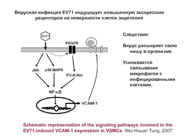 Schematic representation of the signaling pathways involved in the EV71-induced VCAM-1