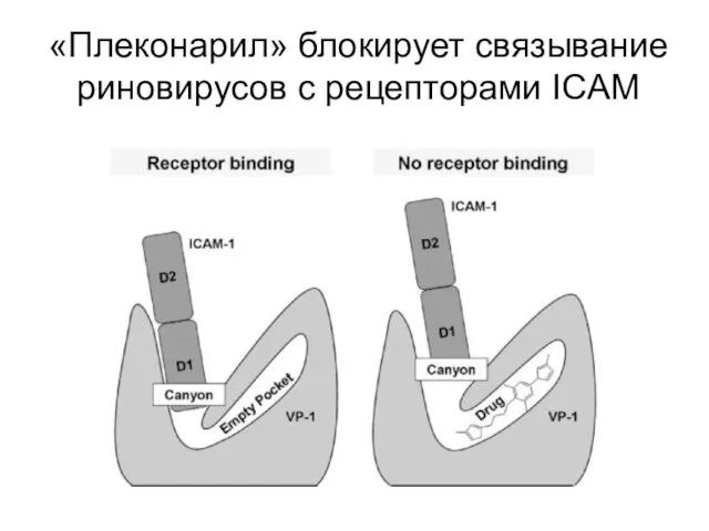 «Плеконарил» блокирует связывание риновирусов с рецепторами ICAM
