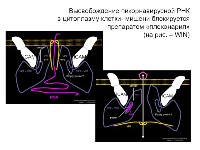 Высвобождение пикорнавирусной РНК в цитоплазму клетки- мишени блокируется препаратом «плеконарил» (на