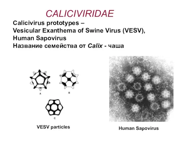 Human Sapovirus CALICIVIRIDAE Calicivirus prototypes – Vesicular Exanthema of Swine Virus